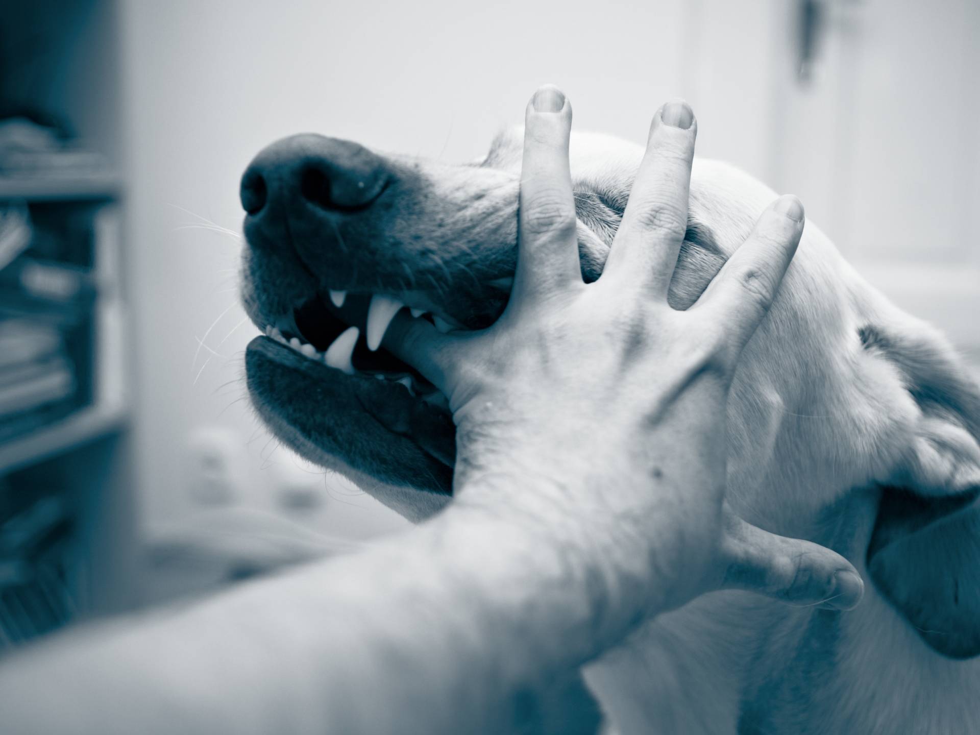 Dog bite, labrador retriever